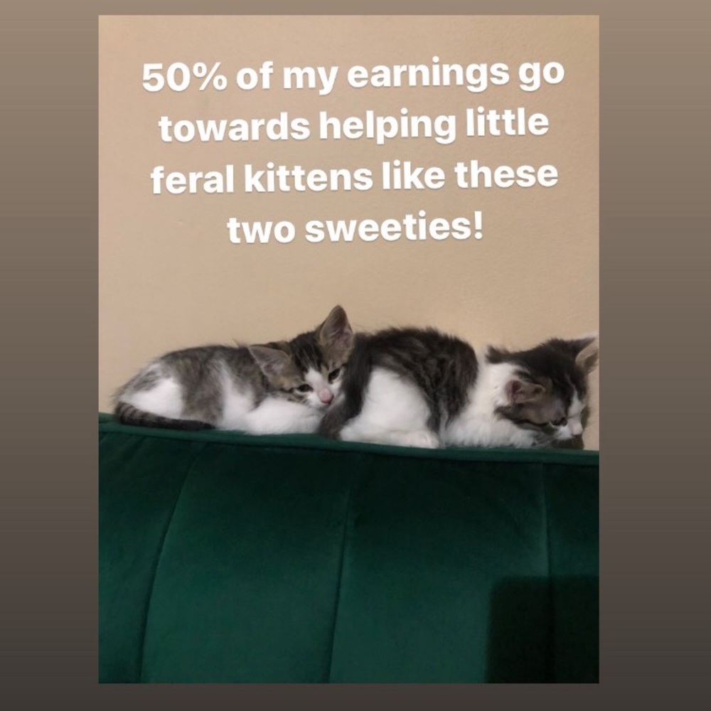 Help the Kittens!